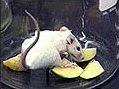 � pra comer tudinho!