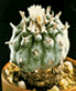 Peyote: a fonte da mescalina