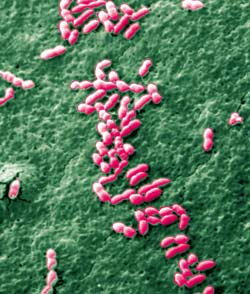 Saccharomyces cerevisae
