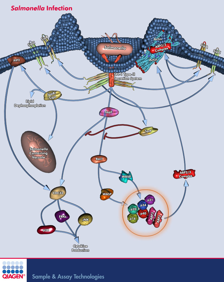 Salmonella Infection