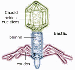 T4 bacteriofage