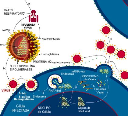 Cliclo de infecção do vírus influenza