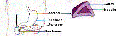 A glndula adrenal: fbrica da adrenalina!