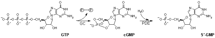 Formao e destruio do cGMP